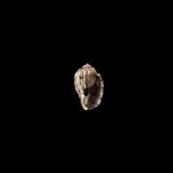 Amouretta Crassa 3