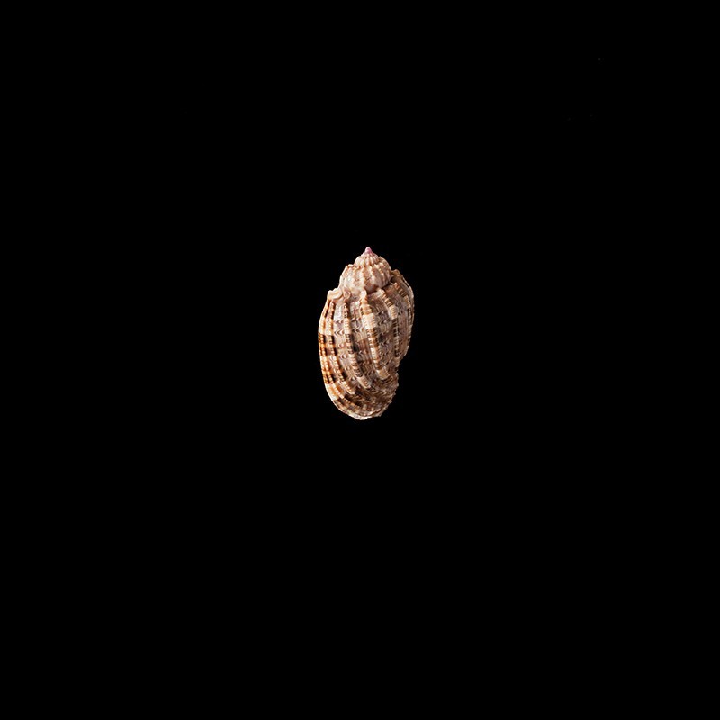 Amouretta 1