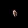 Amouretta 1
