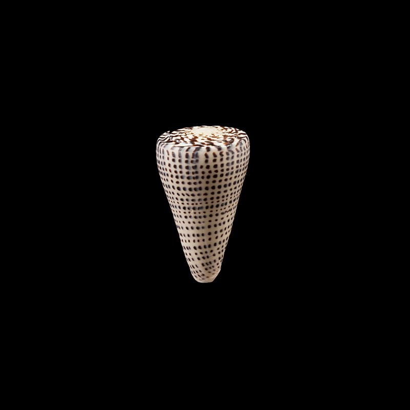 leopardus millepunctatus 1