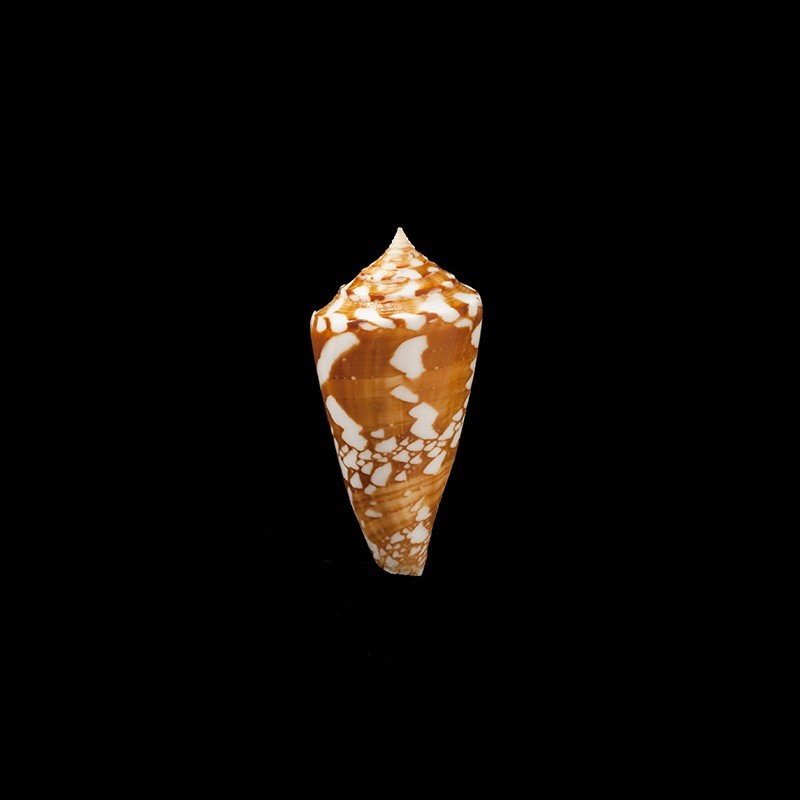 amadis castaneofasciatus 1