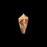 amadis castaneofasciatus 1