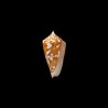 amadis castaneofasciatus 1