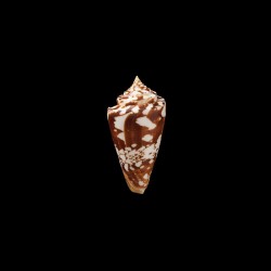 Castaneofasciatus 2