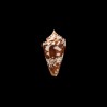 amadis castaneofasciatus 2