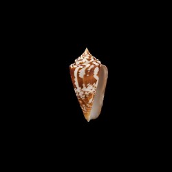 amadis castaneofasciatus 2