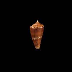 amadis castaneofasciatus schech 3