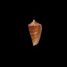 amadis castaneofasciatus schech 3