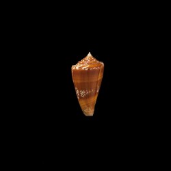 Castaneofasciatus 4