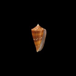 amadis castaneofasciatus schech 4