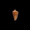 amadis castaneofasciatus schech 4