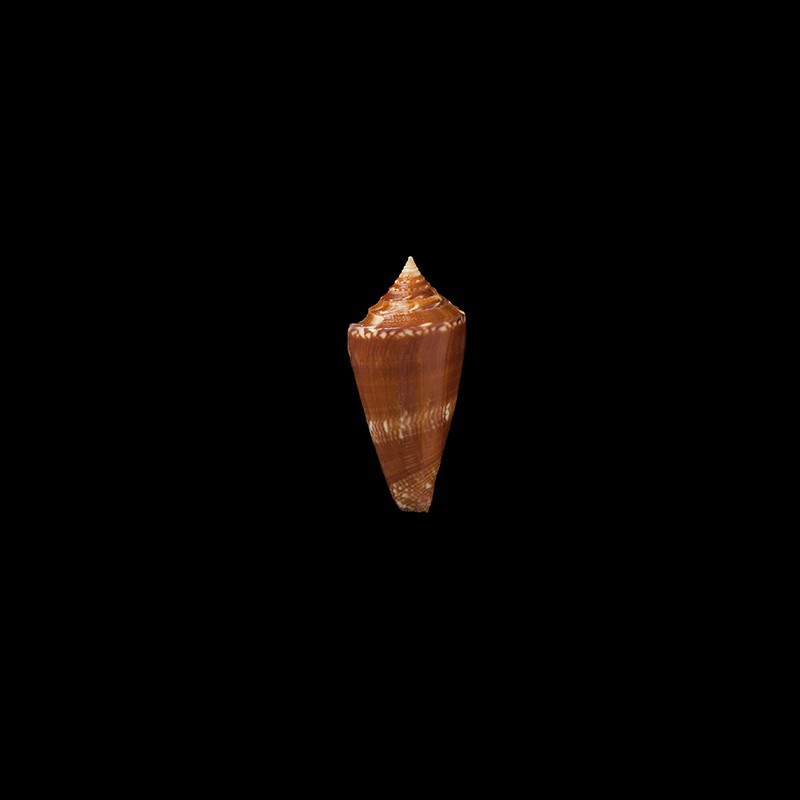 castaneofasciatus schech 5