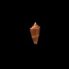 castaneofasciatus schech 5