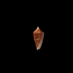 castaneofasciatus schech 5