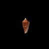castaneofasciatus schech 5