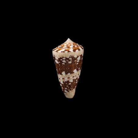 Ammiralis 1