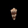Ammiralis 1