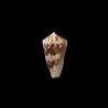 Ammiralis 1