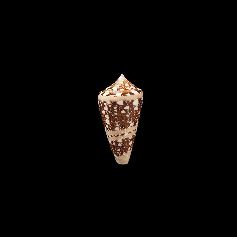 Ammiralis 2