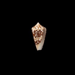 Ammiralis 2