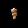 Ammiralis 3