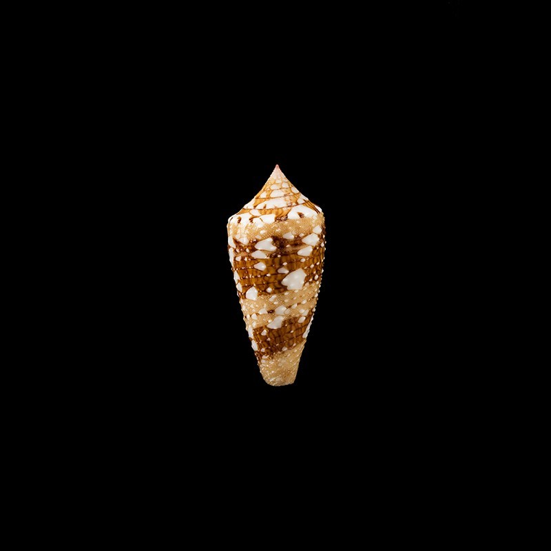 Ammiralis Archithalassus 1