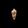 Ammiralis Archithalassus 1