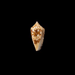 Ammiralis Archithalassus 1