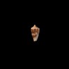 Ammiralis Hereditarius 1