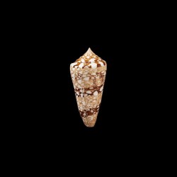 Ammiralis Temnes 1