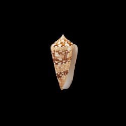 Ammiralis Temnes 1