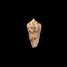 Ammiralis Temnes 1