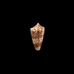 pseudocedonulli 2