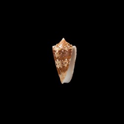 pseudocedonulli 2