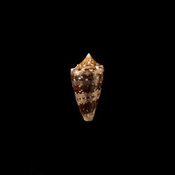 pseudocedonulli 3