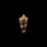 pseudocedonulli 3