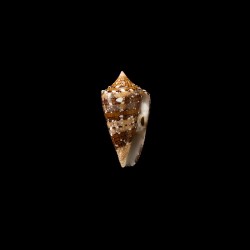 pseudocedonulli 3
