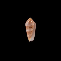 circumcisus 1