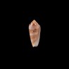 circumcisus 1