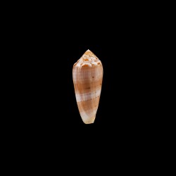 Circumcisus 2