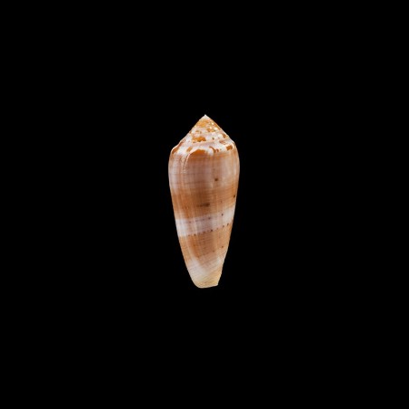 Circumcisus 2