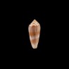 Circumcisus 2