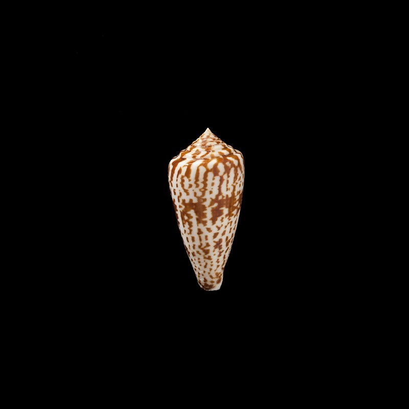 Adenensis 1