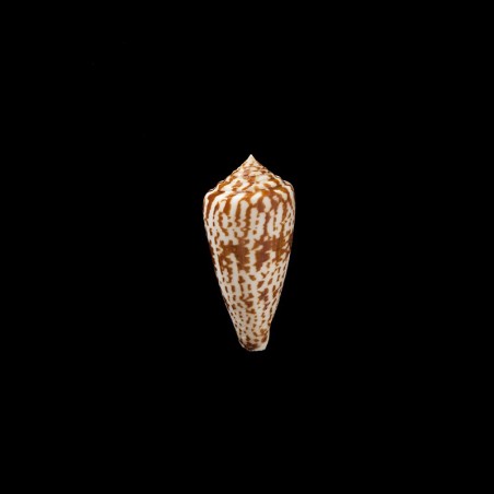 Adenensis 1