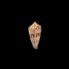Adenensis 1