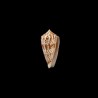 Adenensis 1