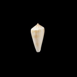 maculospira 1