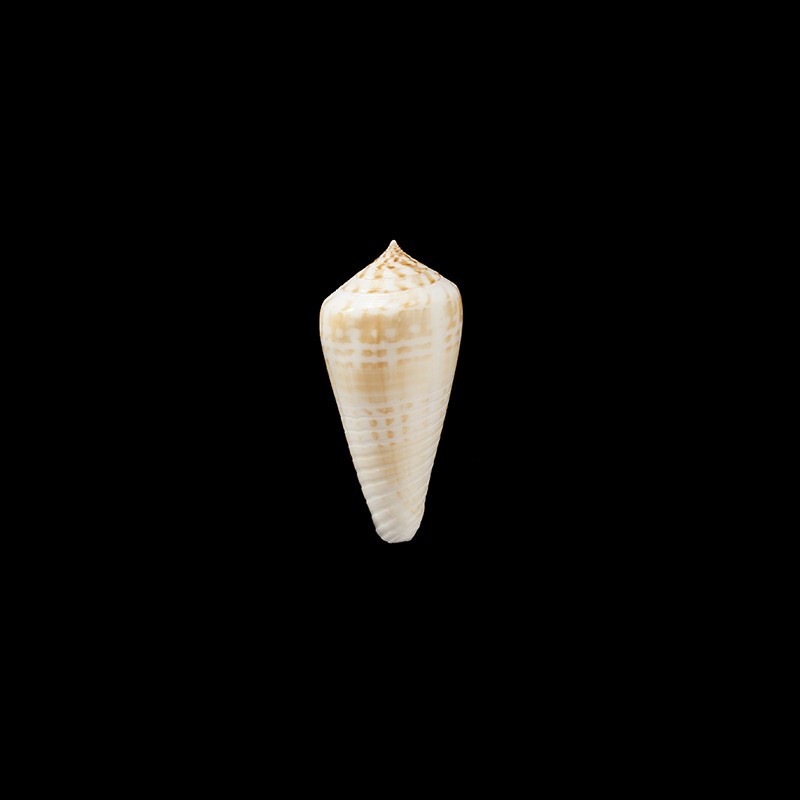 maculospira 1