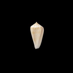 maculospira 1