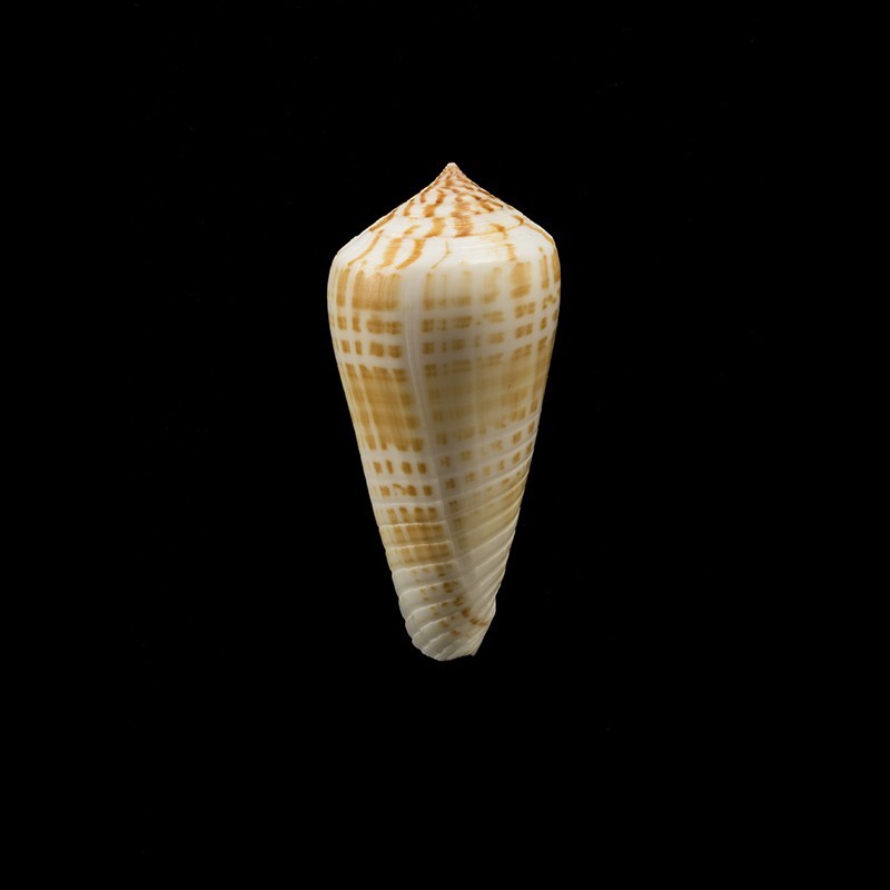 maculospira 2